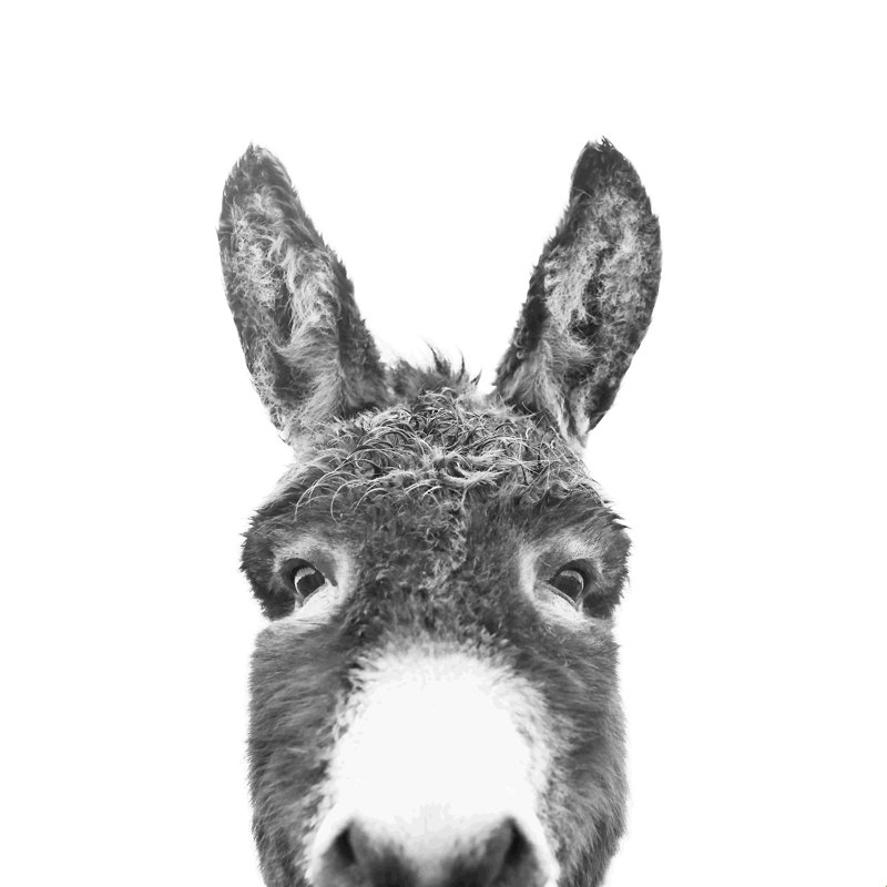 «Peeking Donkey», peinture sur toile tendue, H 30 po x l 30 po, Non, Toile tendue