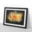 Yellow Rose - Framed Print-56842361-56842363