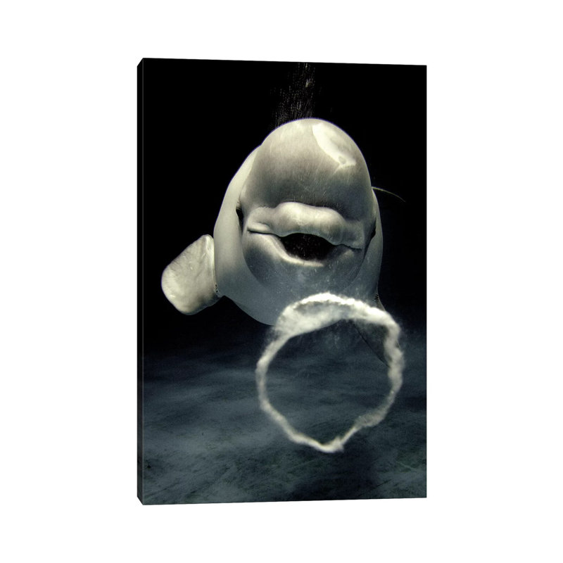 Beluga Whale Blowing Toroidal Bubble Ring, Shimane Aquarium, Japan by Hiroya Minakuchi - Wrapped Canvas Print