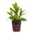 Bean Paste Red Planter Of 3, All - Weather Ceramic, Drainage For Indoor And Outdoor Plants 3 Pieces Ceramic Flowerpots, Use With Sleek Design Root-2013430765