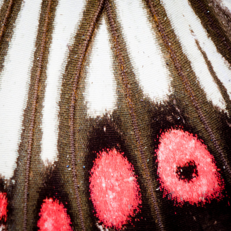 Wodina Butterfly Wing Texture - Wrapped Canvas Print, 30cm H x 30cm W x 3.8cm D