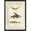 Flying Fish Print