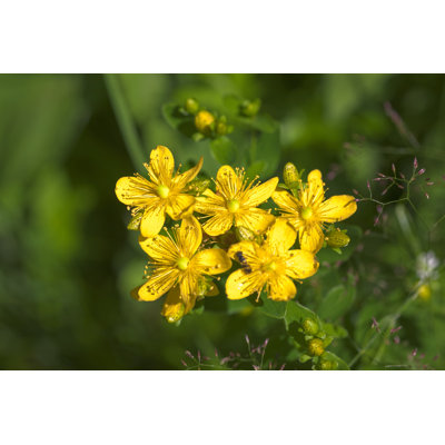 Perforate St John'S-Wort 1 Piece Wrapped Canvas Wall Art