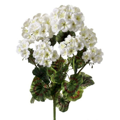 Geranium Bushe