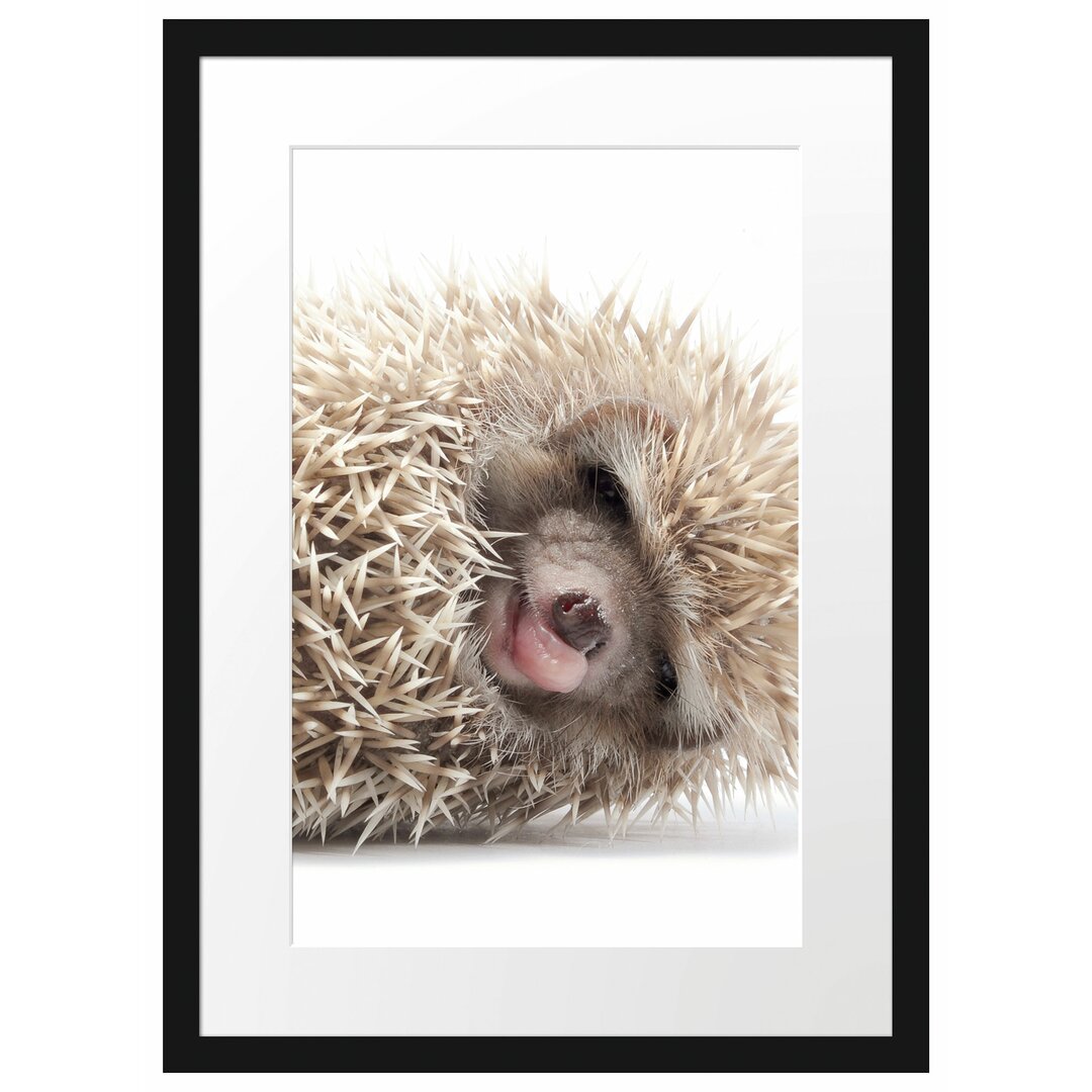 Gerahmtes Poster Kleines niedliches Igel Baby