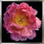 Floral majestueux II - photographie-955685956-955685957