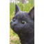 Statue de chat marchant à gauche