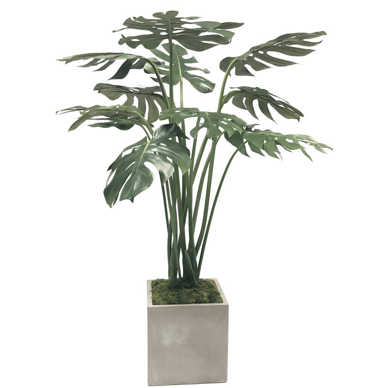 Philodendron de plante split leaf