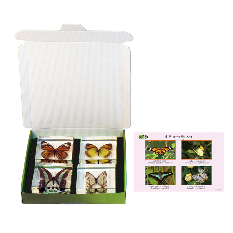 Ensemble de 4 papillons 3 pièces Quinonez