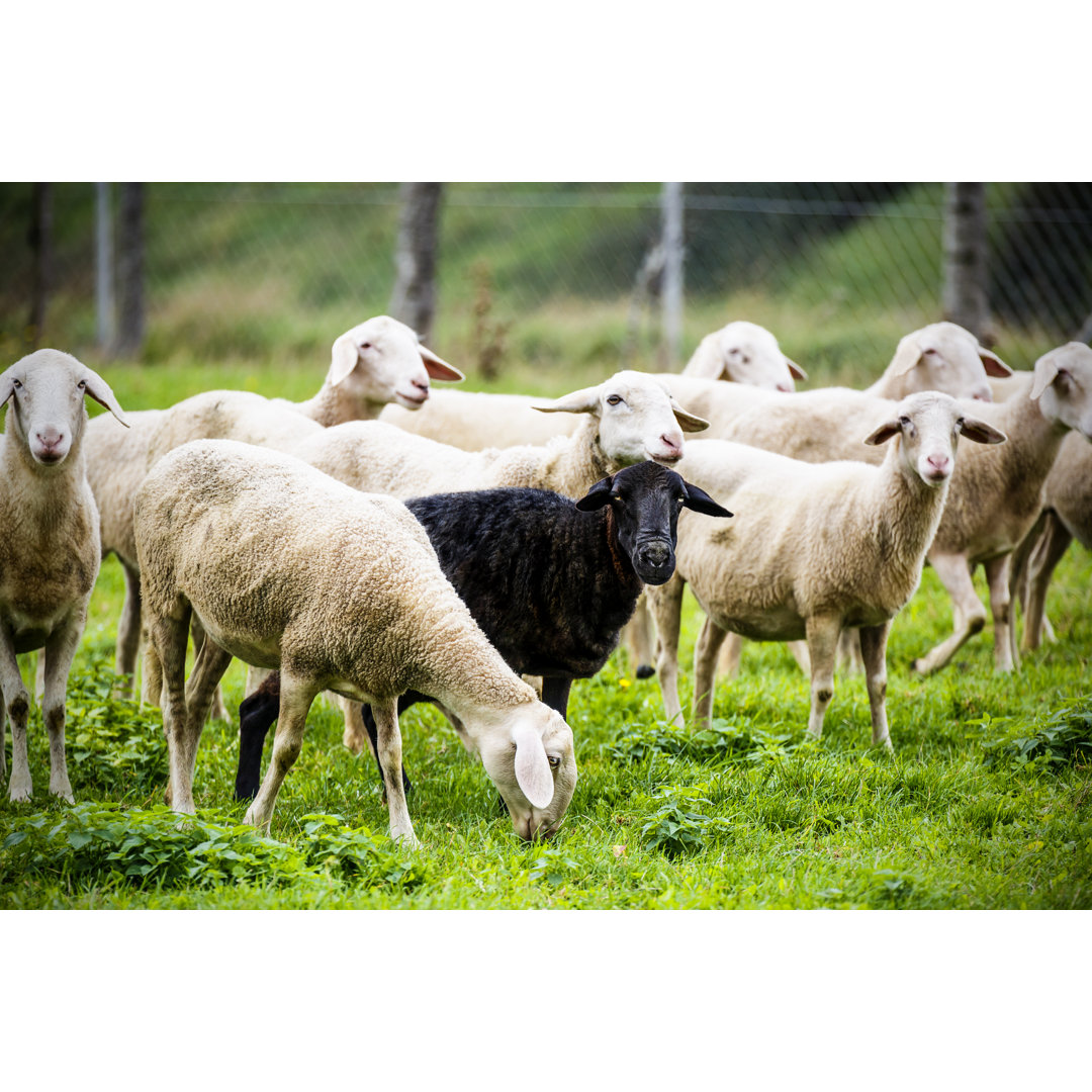 Black Sheep Standing Out Of The Crowd von Mbbirdy - Kunstdrucke ohne Rahmen auf Leinwand