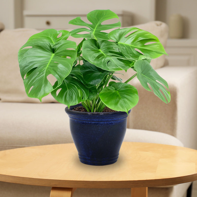 Ailynn Round Imperial Ceramic Outdoor Planter, Blue, 10" H x 12" W x 12" D 