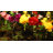 Sunflowers Solar Garden Lights,Peony Flowers And Butterfly Lights,Swaying With The Wind,Mother's Day Gift(Set of 2)-1525052631