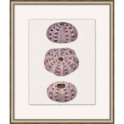 Mauve Shell Study 5 Print