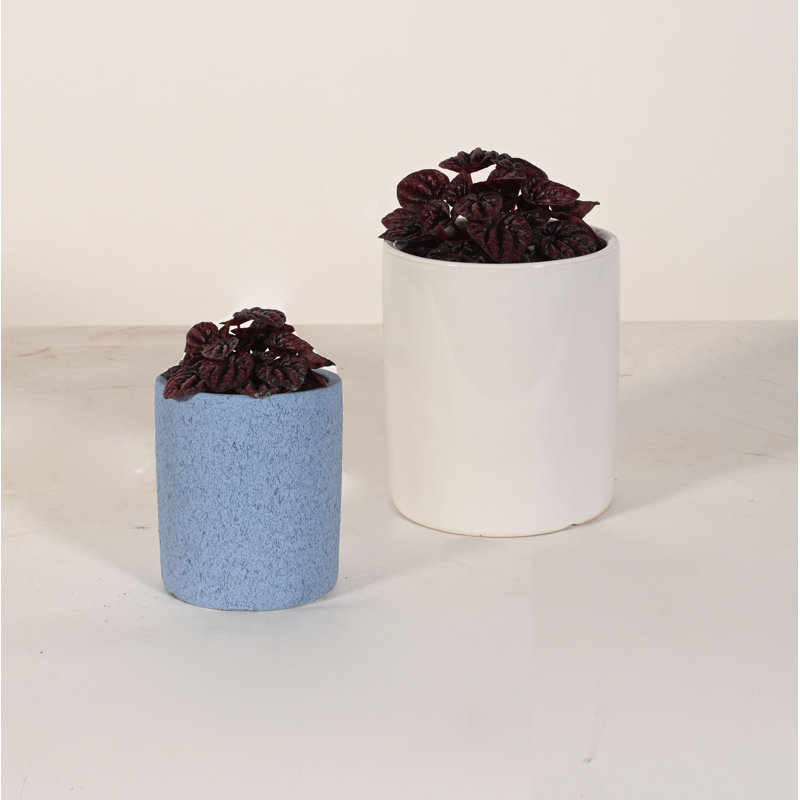 Upshining Live Foliage Plant in Ceramic Pot
