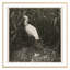 Coastal Birds 2 Print by THE Studio-1385129400-1385129401