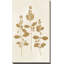 Botanical Study IV Gold Crop - Peinture-864422675-864422674