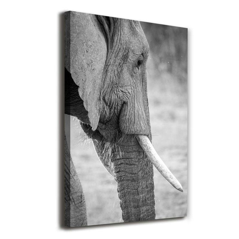 Elephant - Wrapped Canvas Print