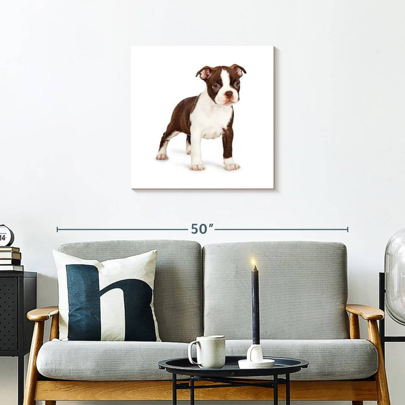 Crowle Baby Boston Terrier