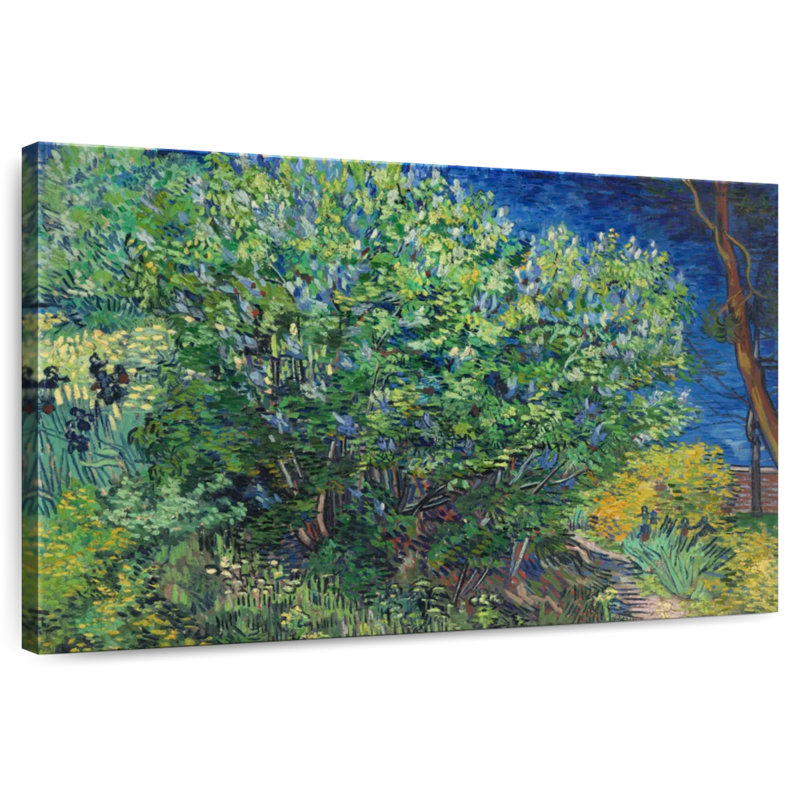 Harnek lilas Bush, H 20 po x l 30 po