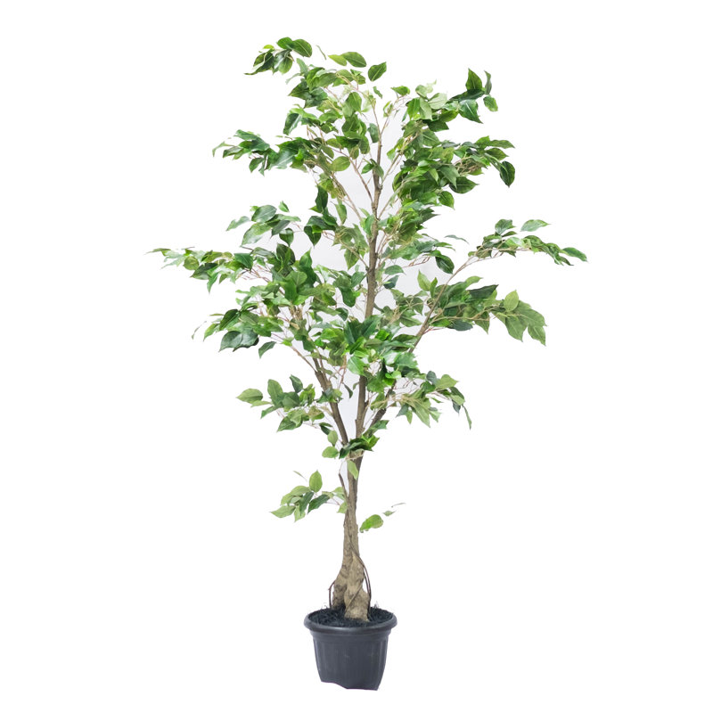 Doublure en pot deluxe ficus tree