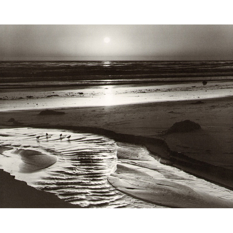 Oiseaux sur une plage, H 19 po x l 24 po