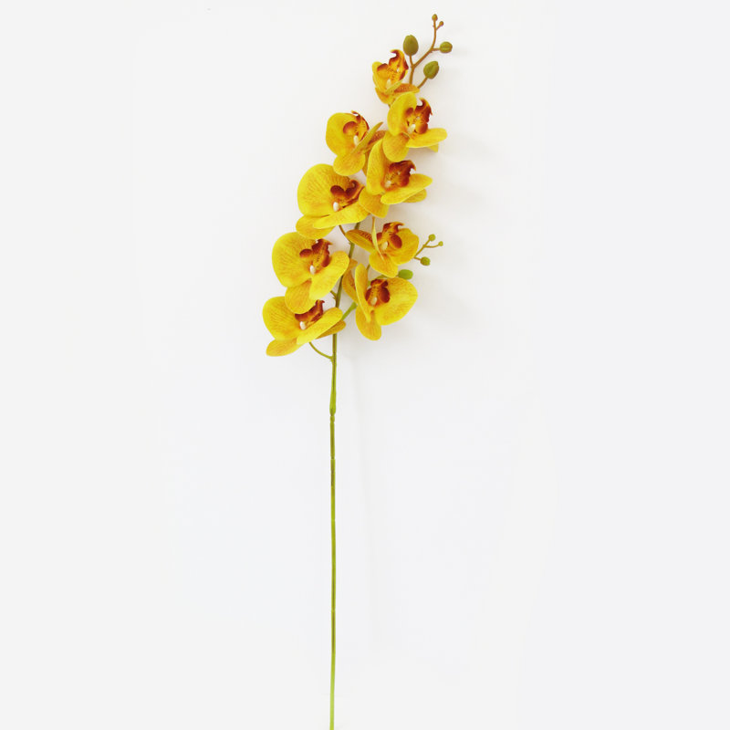 Tige d'orchidées phalaenopsis, Jaune