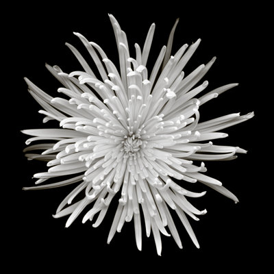 Spider chrysanthemum