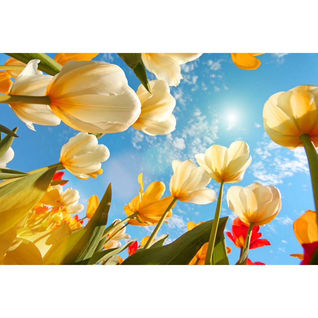 Sommerzeit: Sunny Sky With Colorful Tulips Flowers, Looking Up von Maxiphoto - No Frame Kunstdrucke auf Leinwand