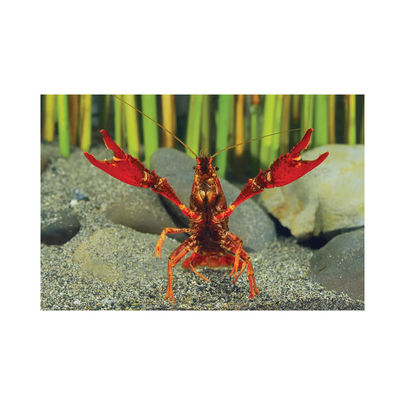 Louisiana Crayfish In Defensive Posture, Shiga, Japan by Shigeki Iimura - Wrapped Canvas Print, 101.6cm W x 66.04cm H