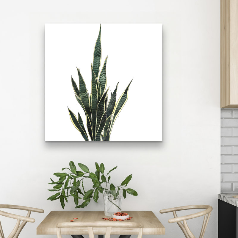 Snake plant - 32"x32" art on canvas
