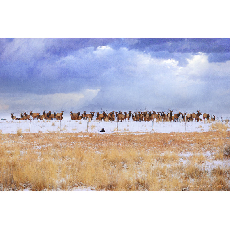 Zippy & The Elk, H 24 po x l 36 po x P 1,25 po