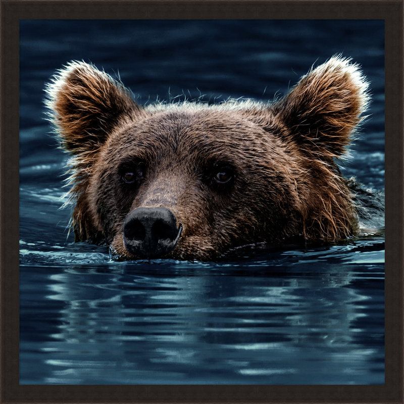Swimming Brown Bear Print