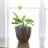 Caylin Ceramic Pot Planter with Saucer