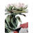 Koi Figurine