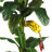 Triple Stalk Banana Tree