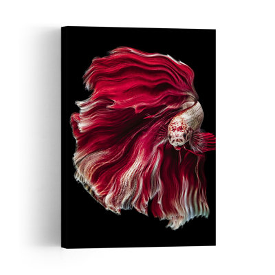 Vibrant Red Betta Fish Colorful Delicate Elegant Fish Nature Portrait Wall Art Print 1 Piece Wrapped Canvas Wall Art