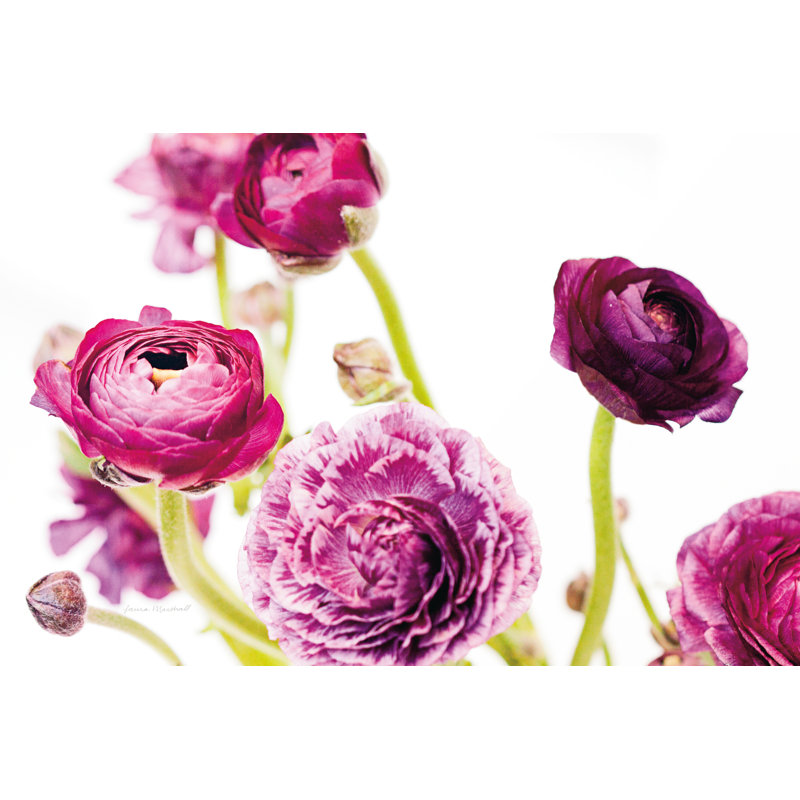 Spring Ranunculus IV by Laura Marshall - Wrapped Canvas Print, 30cm H x 46cm W x 3.8cm D	