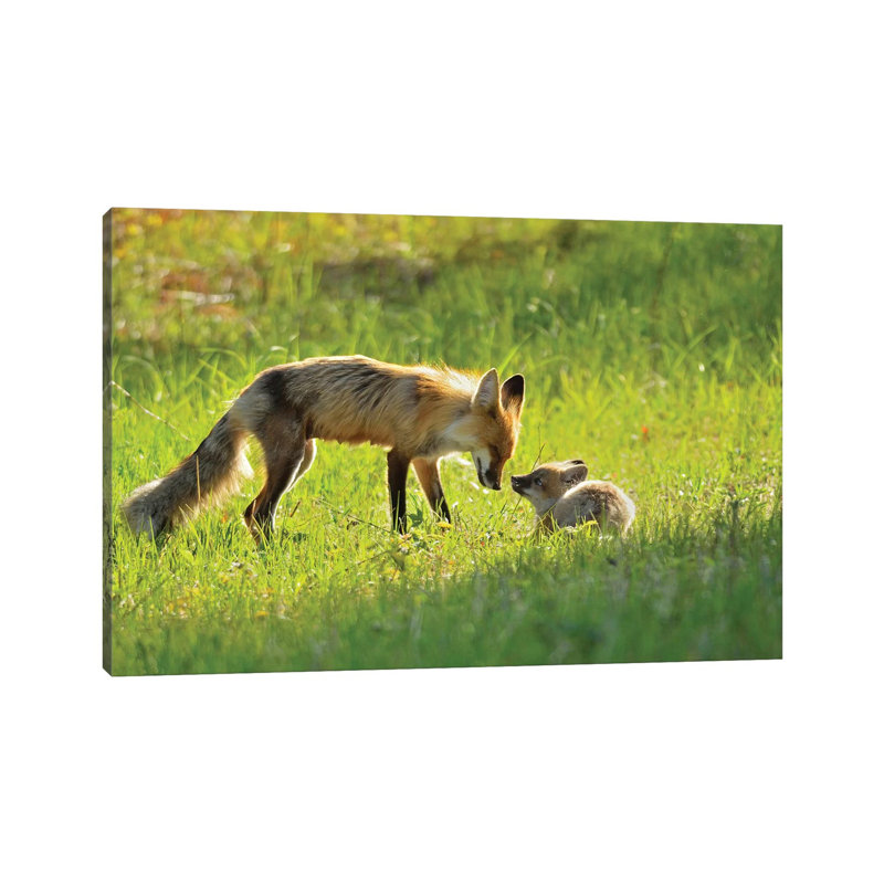 Canada, Manitoba, Whiteshell Provincial Park. Red Fox Mother With Kit. by Jaynes Gallery - Wrapped Canvas Print