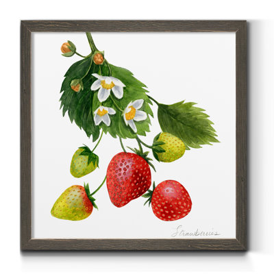 " Strawberry Study I "