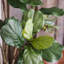 Arbre de figues artificiel en pot-128190450