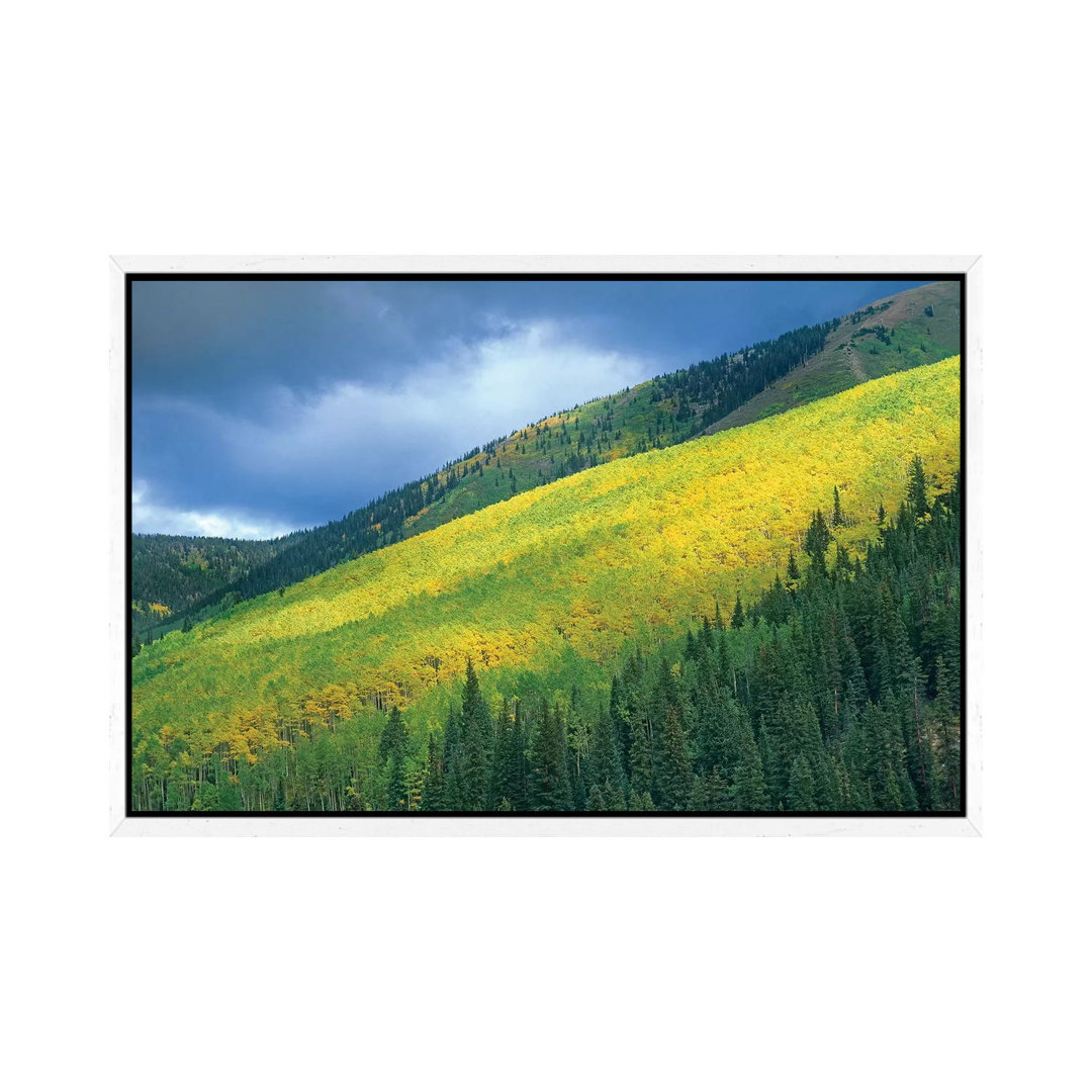 Quaking Aspen Forest, Maroon Bells, Snowmass Wilderness, Colorado von Tim Fitzharris - Gallery-Wrapped Canvas Giclée on ...