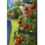 Jardinière avec treillis - Tour de jardin verticale pour patio ou balcon - Bac à légumes surélevé pour tomates, poivrons, herbes et plus - Ensemble de jardin d'extérieur peu encombrant