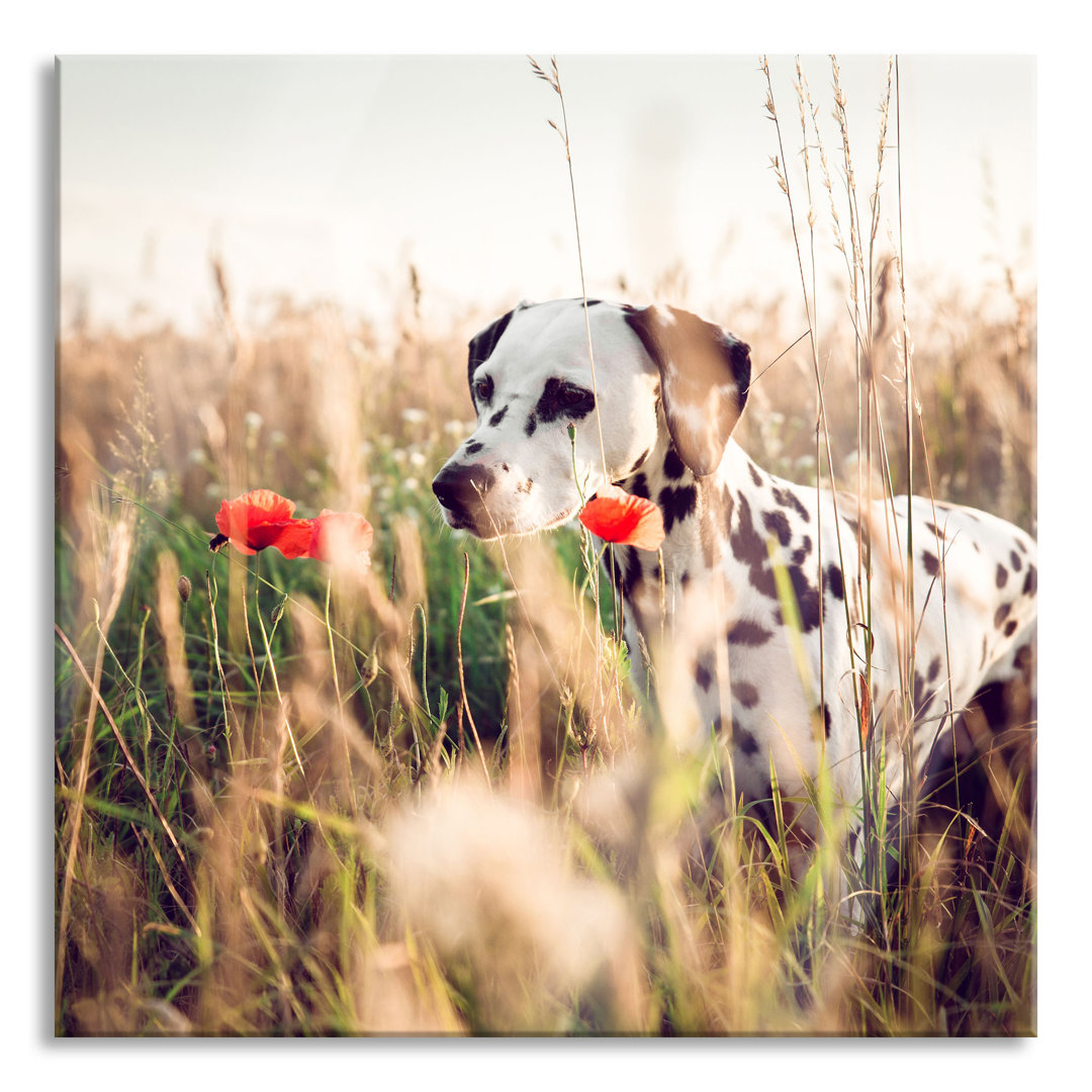 Glasbild Neugieriger Hund auf einem Feld