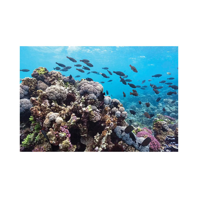 Reef Fish & Coral by James Vodicka - Wrapped Canvas Gallery-Wrapped Canvas Giclée, 20.32cm H x 30.48cm W