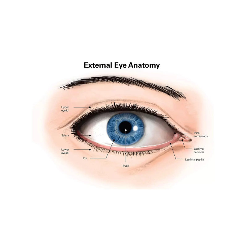 External Anatomy Of The Human Eye (With Labels) by Alan Gesek - Wrapped Canvas Gallery-Wrapped Canvas Giclée