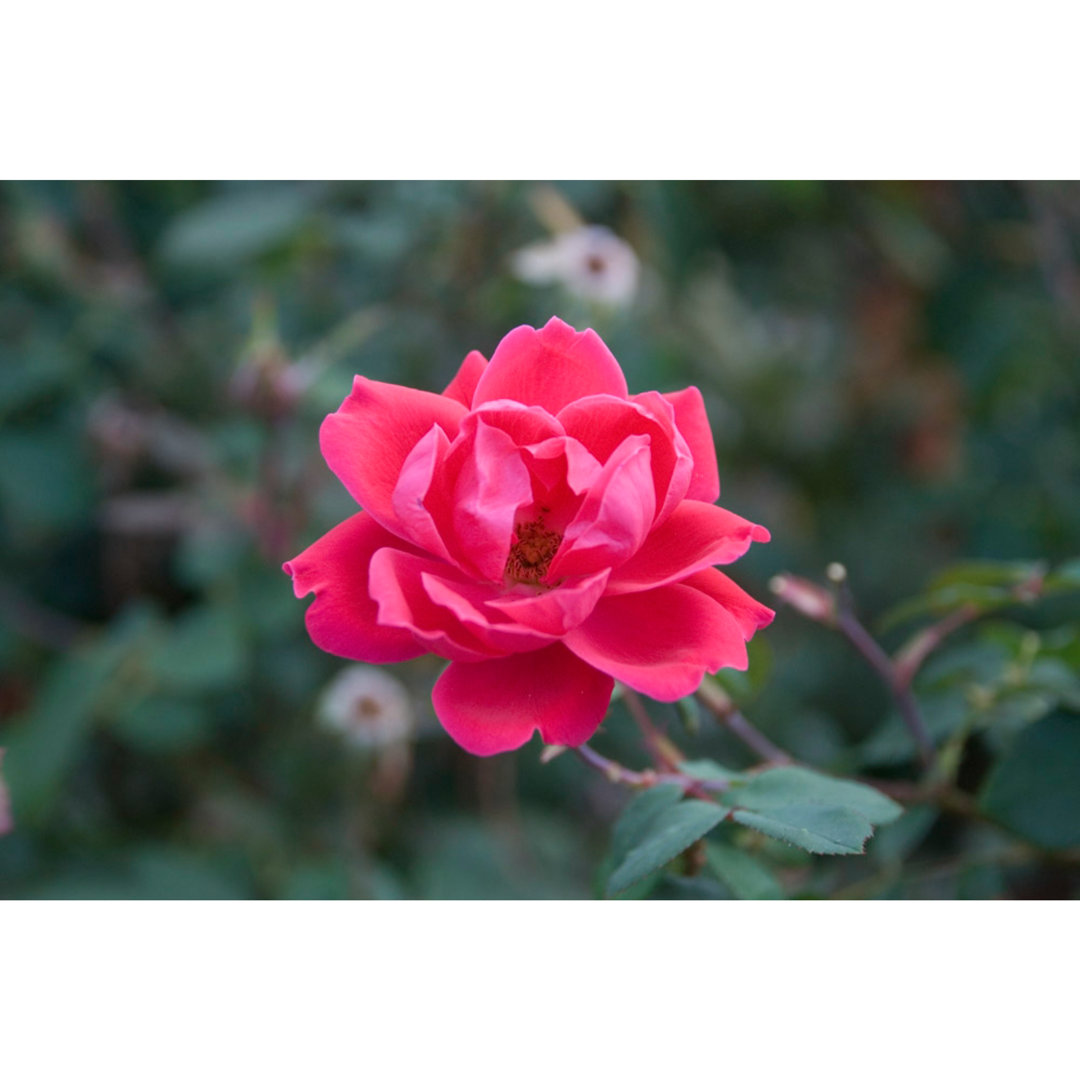 Beautiful Hot Pink Flower on Green Leaves - Wrapped Canvas Art Prints