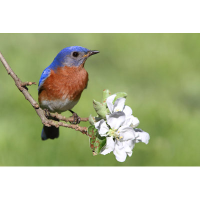 " Eastern Bluebird " by Stevebyland