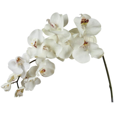 Tige d'orchidée