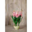 Hyacinth Stem-111171207