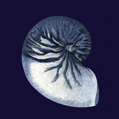 Y SE PAPER Indigo Shells VII